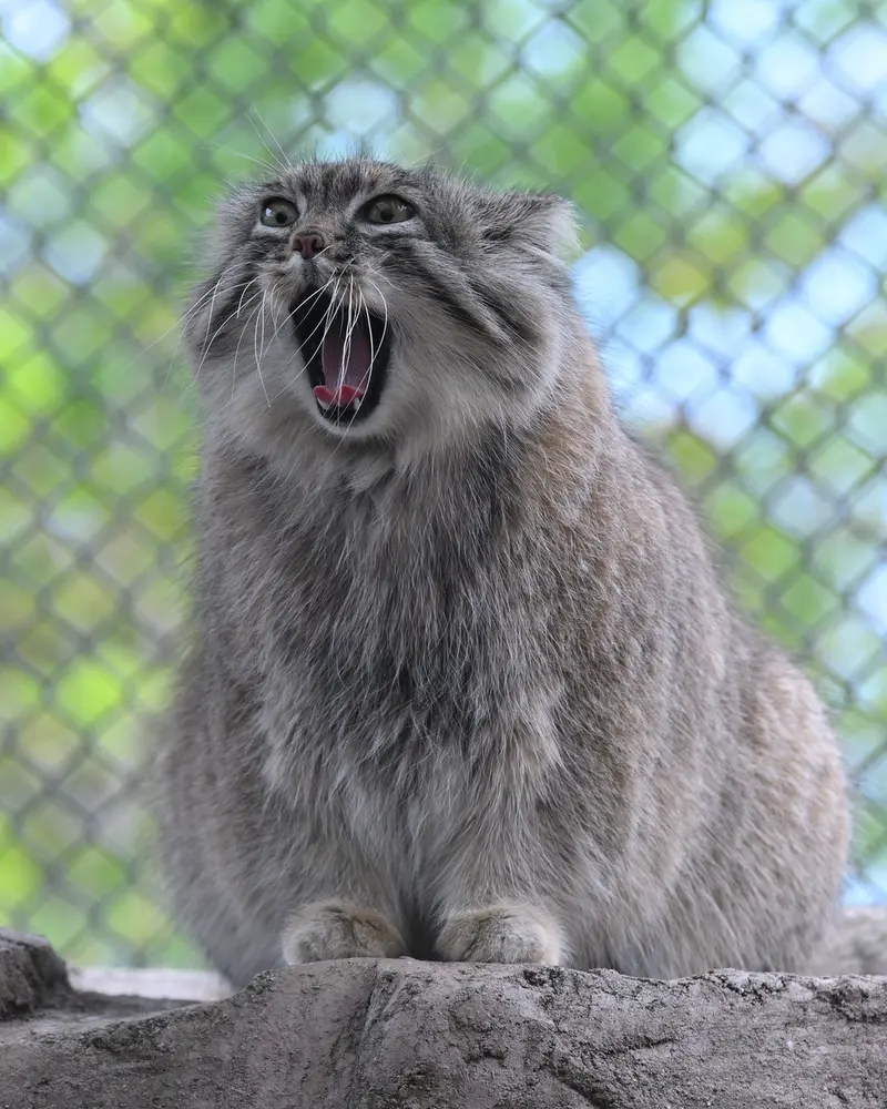 A photograph of Oliva in Saitama Children's Zoo