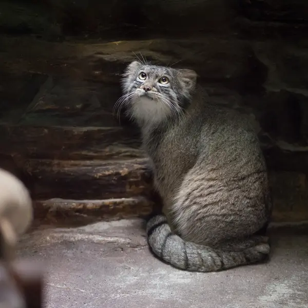 A photograph of Figa in Ueno Zoological Gardens