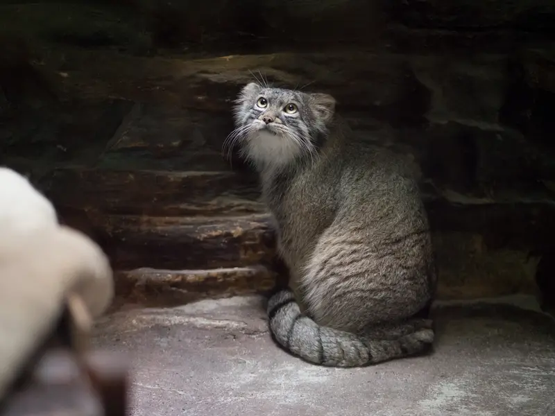 A photograph of Figa in Ueno Zoological Gardens