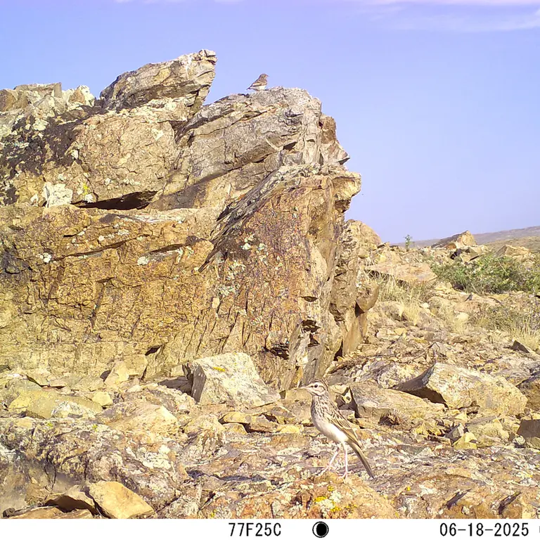 A photograph of a Pallas's cat from Karashoky [new] camera trap