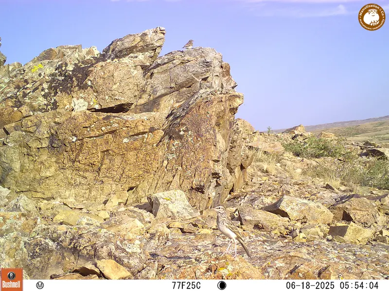 A photograph of a Pallas's cat from Karashoky [new] camera trap