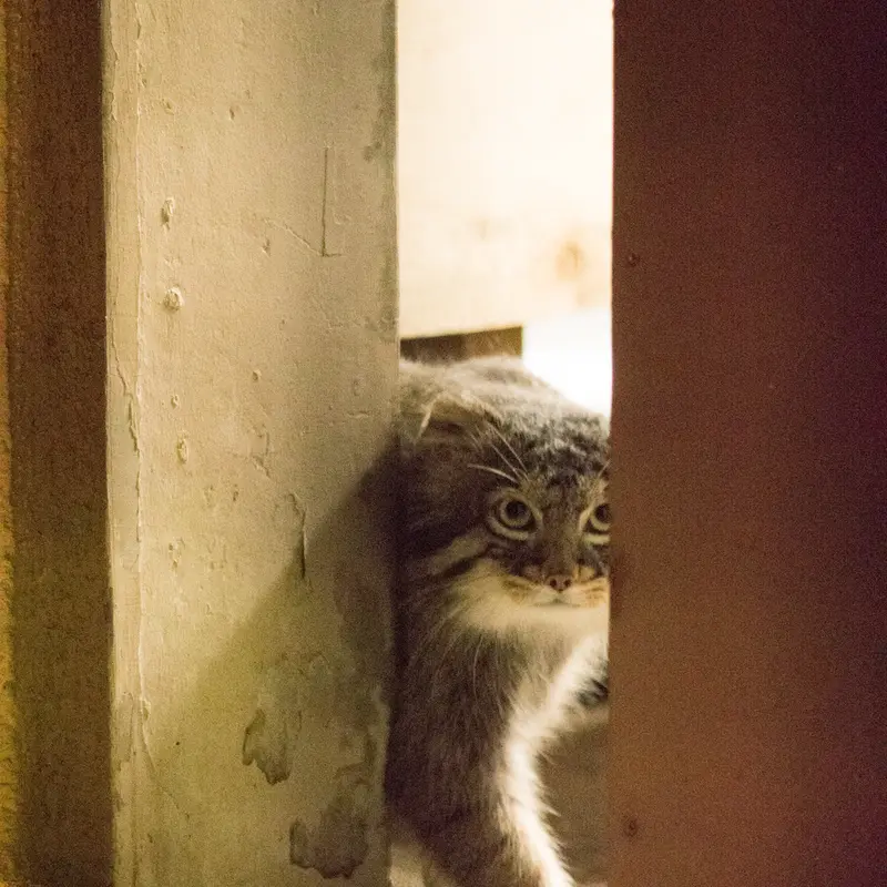 A photograph of Figa in Nogeyama Zoo