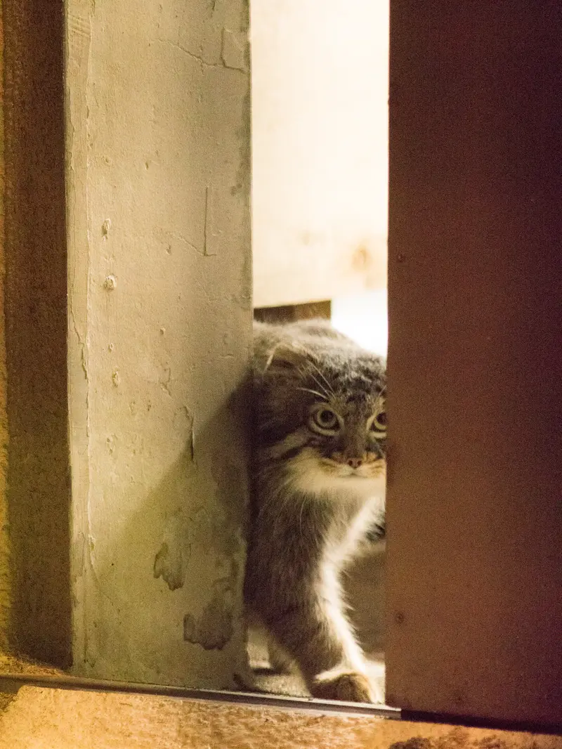 A photograph of Figa in Nogeyama Zoo