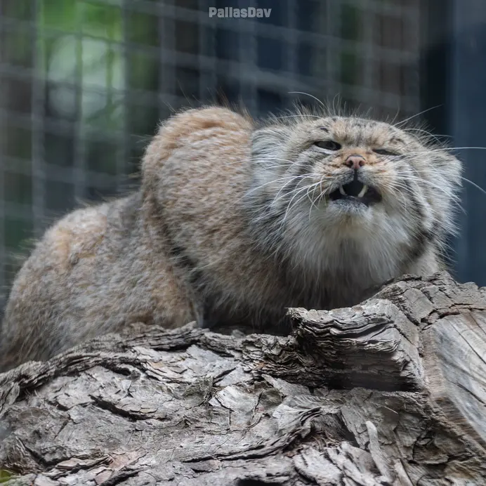 A photograph of Melissa in Lithuanian Zoo