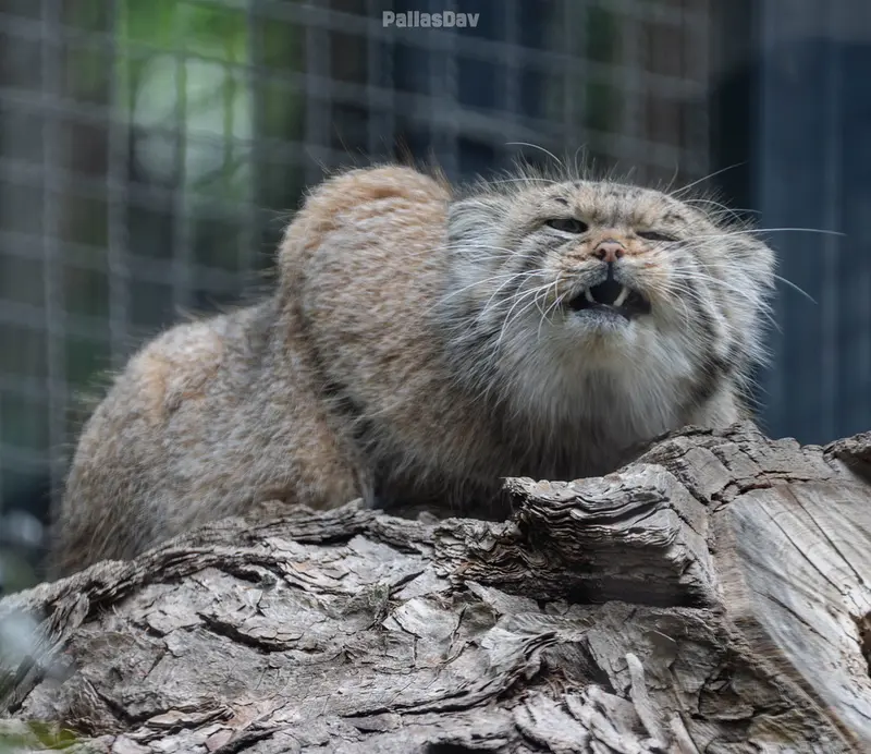 A photograph of Melissa in Lithuanian Zoo