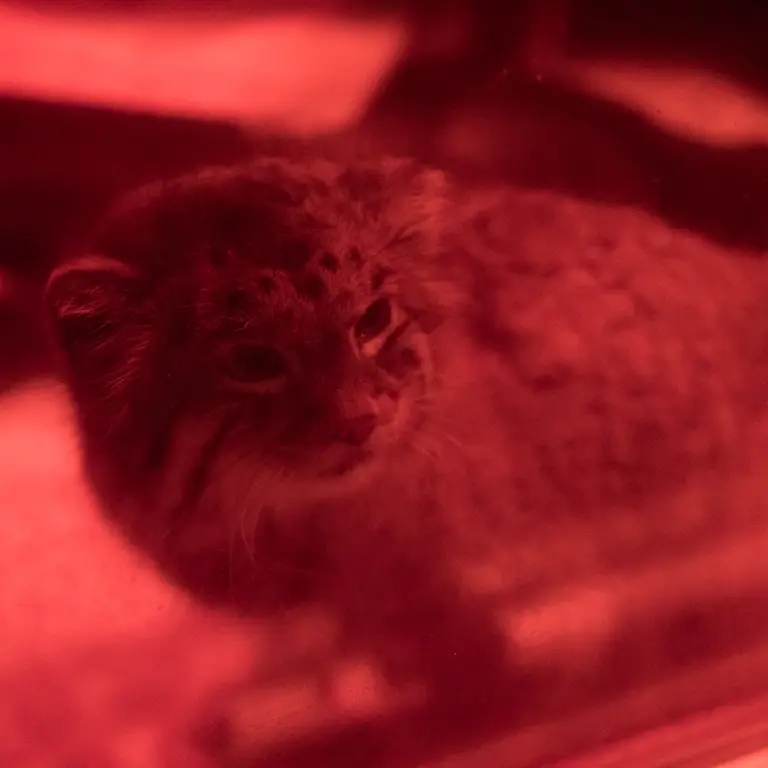 A photograph of Naim in Ueno Zoological Gardens