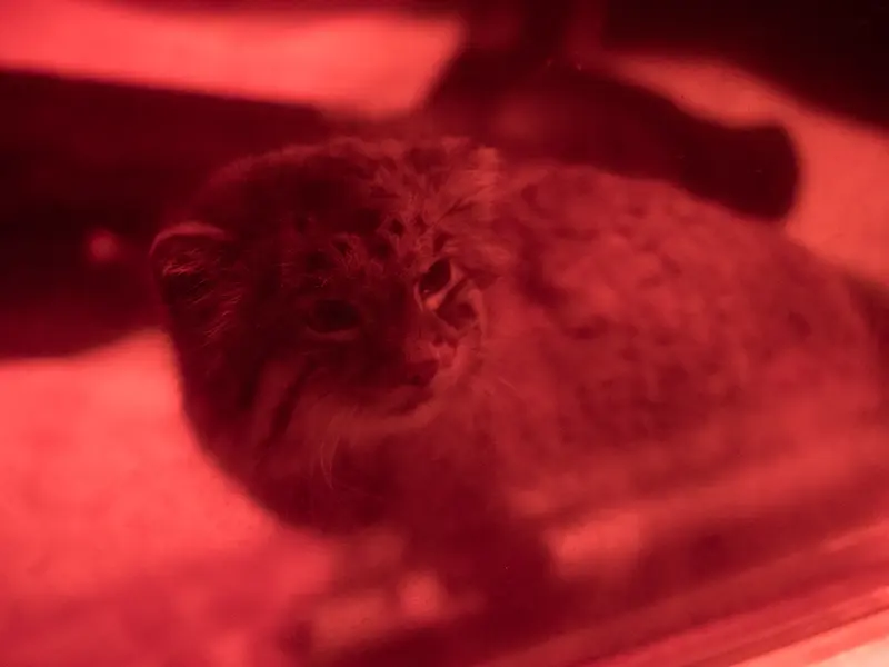 A photograph of Naim in Ueno Zoological Gardens