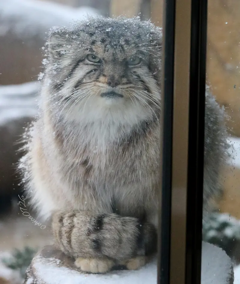 A photograph of a Pallas's cat