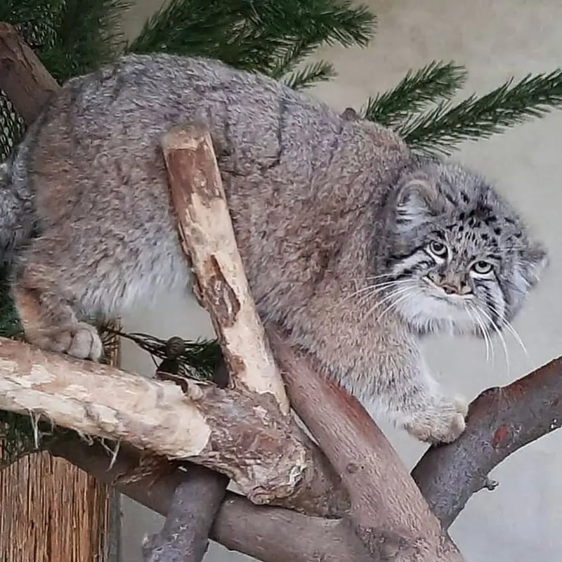 A photograph of Dima in Dessau Zoo