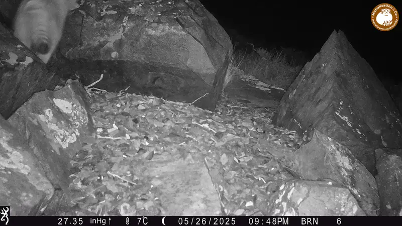 A photograph of Otocolobus manul manul from Kiikbai camera trap