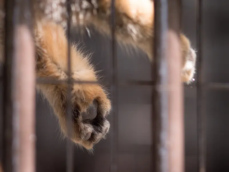 A photograph of Figa in Nogeyama Zoo