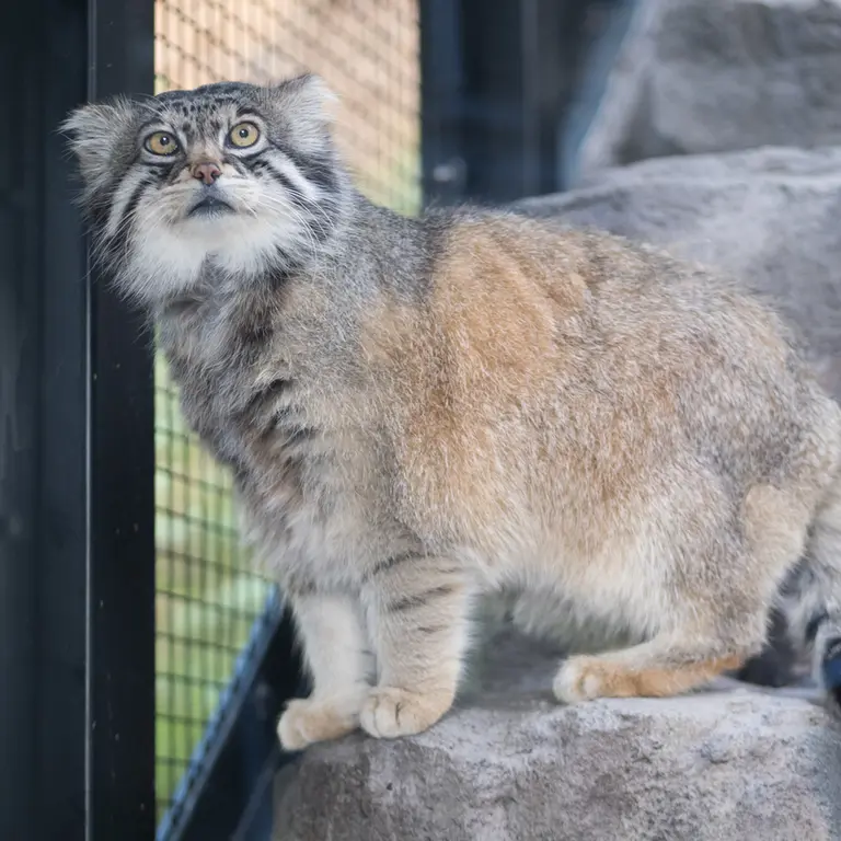 A photograph of Grusha in Asahiyama Zoo