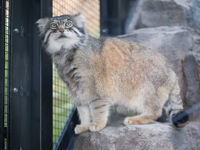 A photograph of Grusha in Asahiyama Zoo