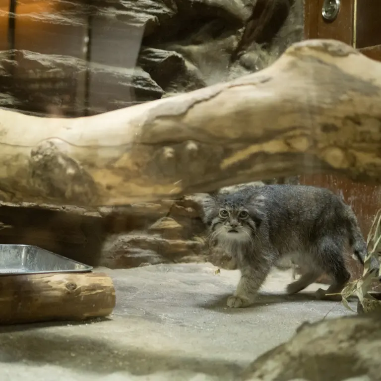 A photograph of Klyon in Ueno Zoological Gardens