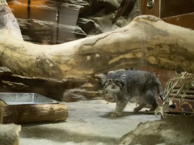 A photograph of Klyon in Ueno Zoological Gardens
