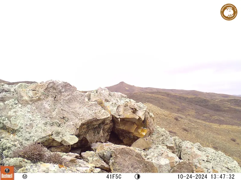 A photograph of Pika from Besshoky 1 camera trap