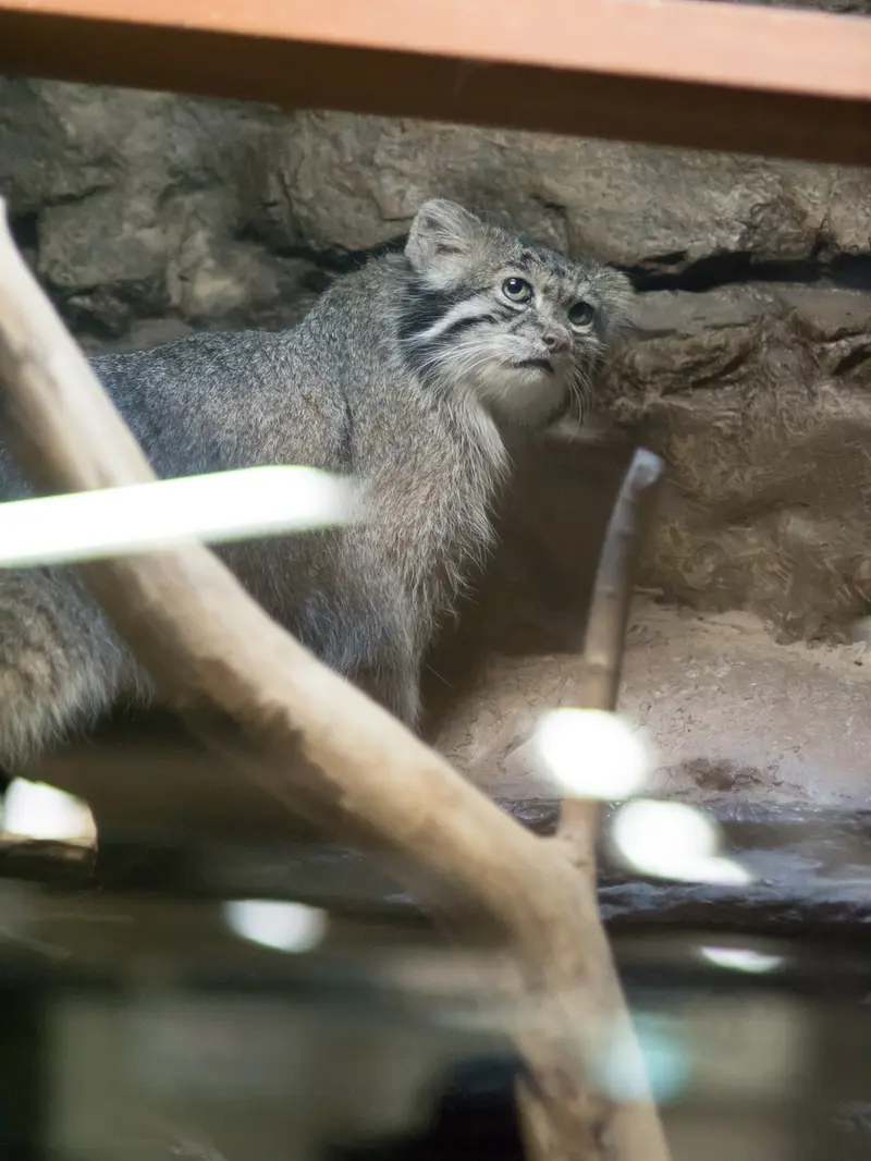 A photograph of Klyon in Ueno Zoological Gardens