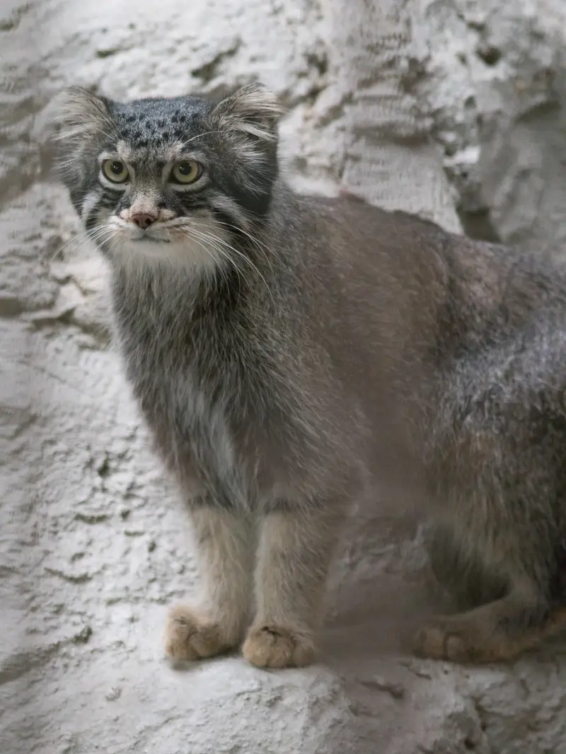 A photograph of Figa in Nogeyama Zoo