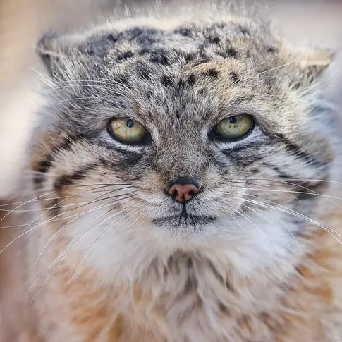 A photograph of Yeshi in Red River Zoo