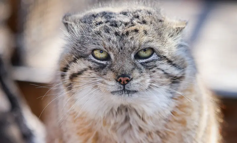A photograph of Yeshi in Red River Zoo
