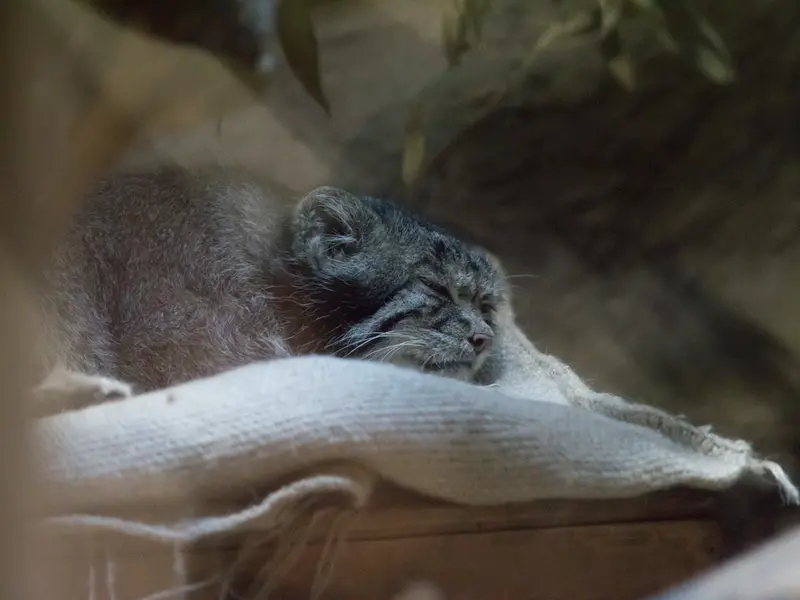 A photograph of Klyon in Ueno Zoological Gardens