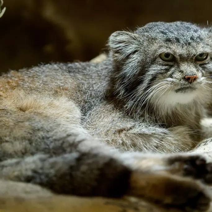 A photograph of Klyon in Ueno Zoological Gardens