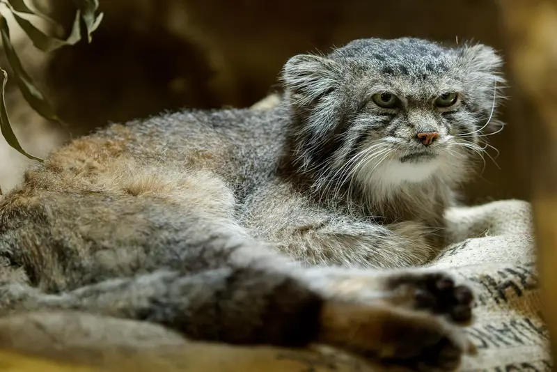 A photograph of Klyon in Ueno Zoological Gardens