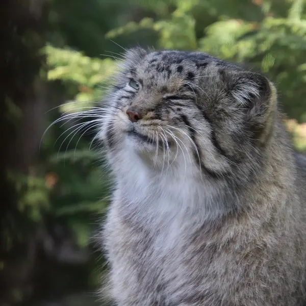 A photograph of a Pallas's cat