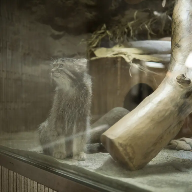 A photograph of Klyon in Ueno Zoological Gardens