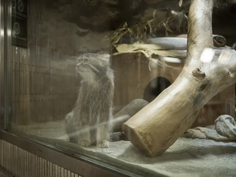 A photograph of Klyon in Ueno Zoological Gardens