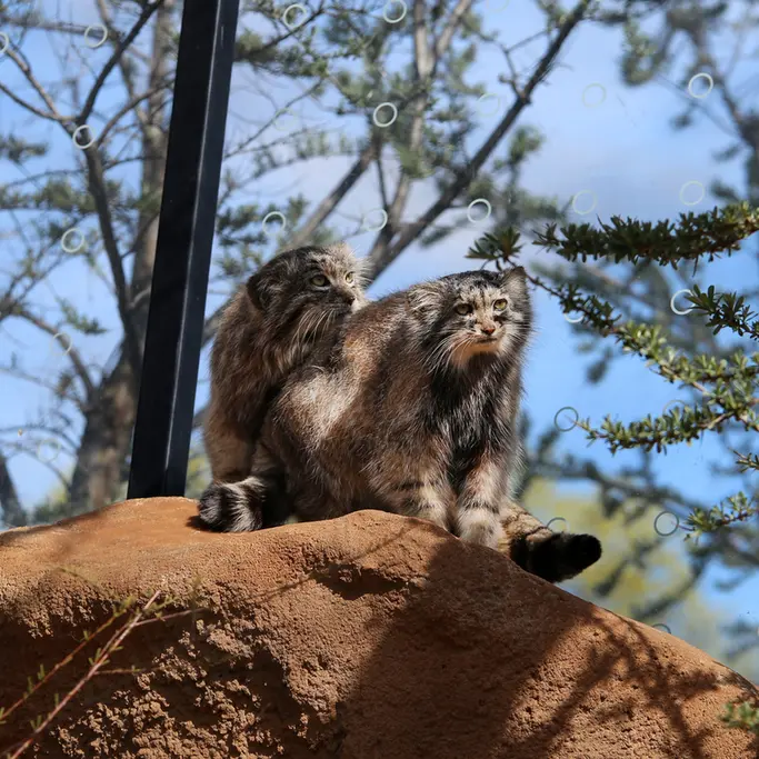 A photograph of Prinsessa and Spay in Prague Zoo