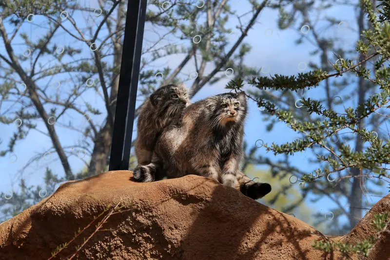 A photograph of Prinsessa and Spay in Prague Zoo