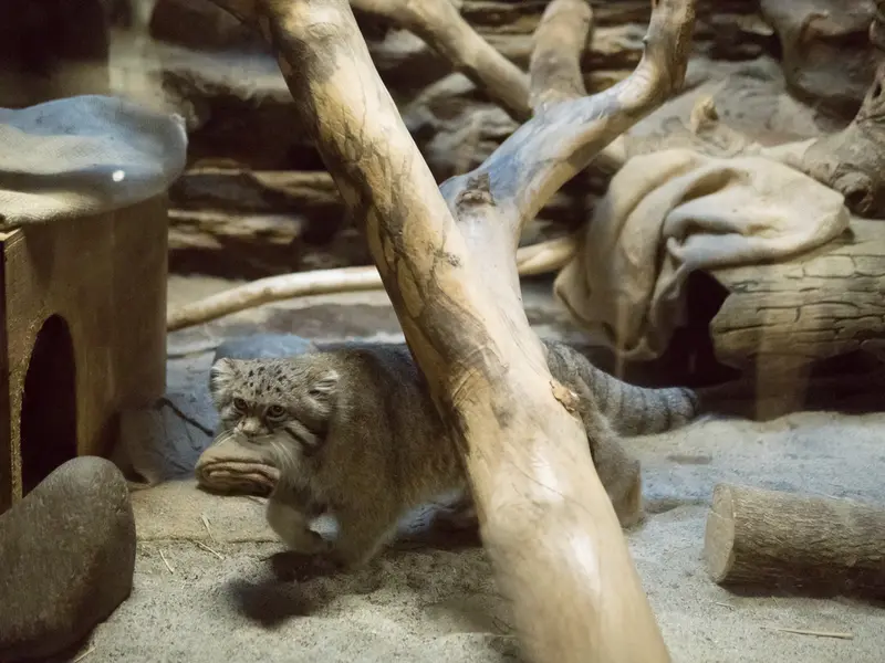 A photograph of Klyon in Ueno Zoological Gardens