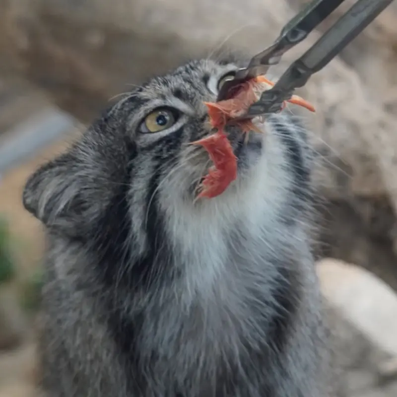 A photograph of Nar in Kobe Animal Kingdom