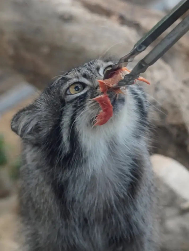 A photograph of Nar in Kobe Animal Kingdom