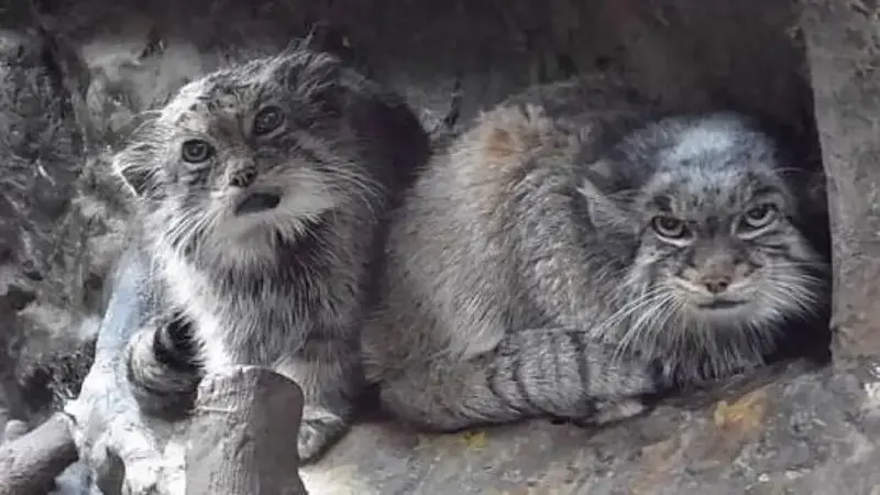 A photograph of a Pallas's cat