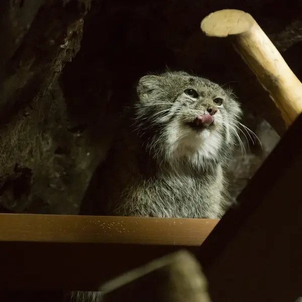 A photograph of Klyon in Ueno Zoological Gardens