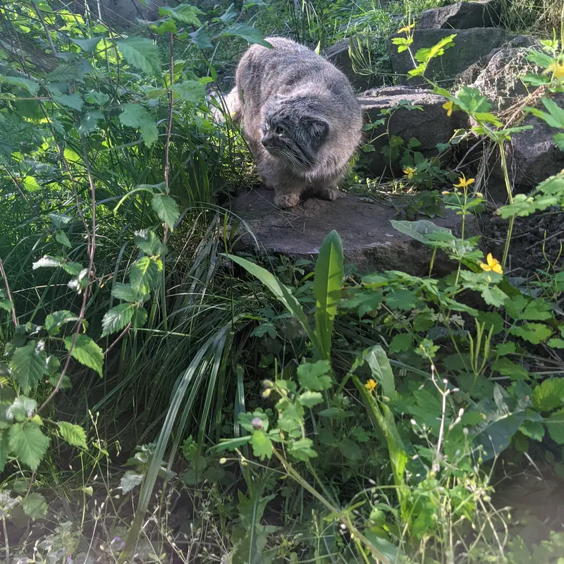 A photograph of Bohus in Budapest Zoo &amp; Botanical Garden