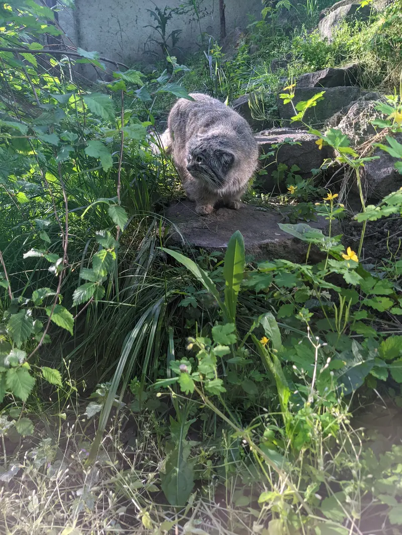 A photograph of Bohus in Budapest Zoo &amp; Botanical Garden