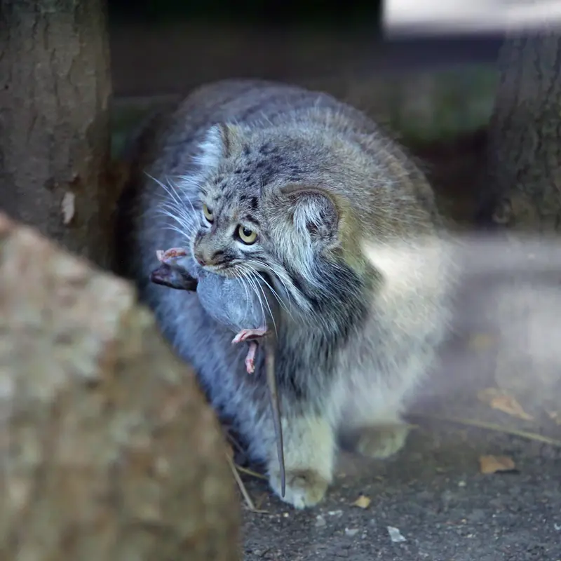 A photograph of Aysen in Košice Zoo
