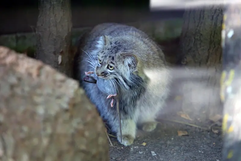 A photograph of Aysen in Košice Zoo
