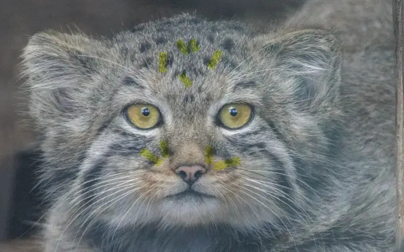 A photograph of a Pallas's cat