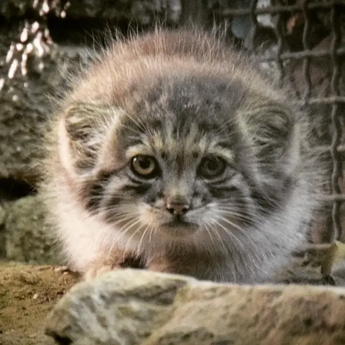 A photograph of Kitten of Lucy b. 2026 Ⅰ in Budapest Zoo & Botanical Garden