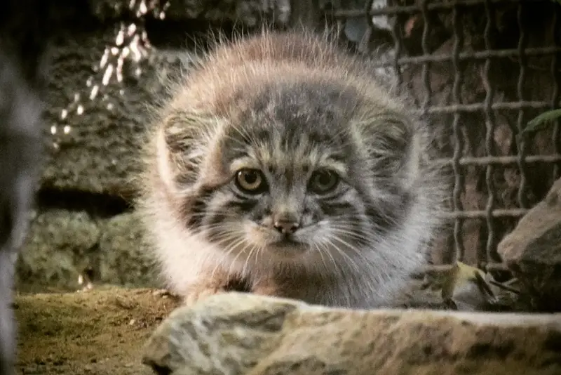 A photograph of Kitten of Lucy b. 2026 Ⅰ in Budapest Zoo & Botanical Garden