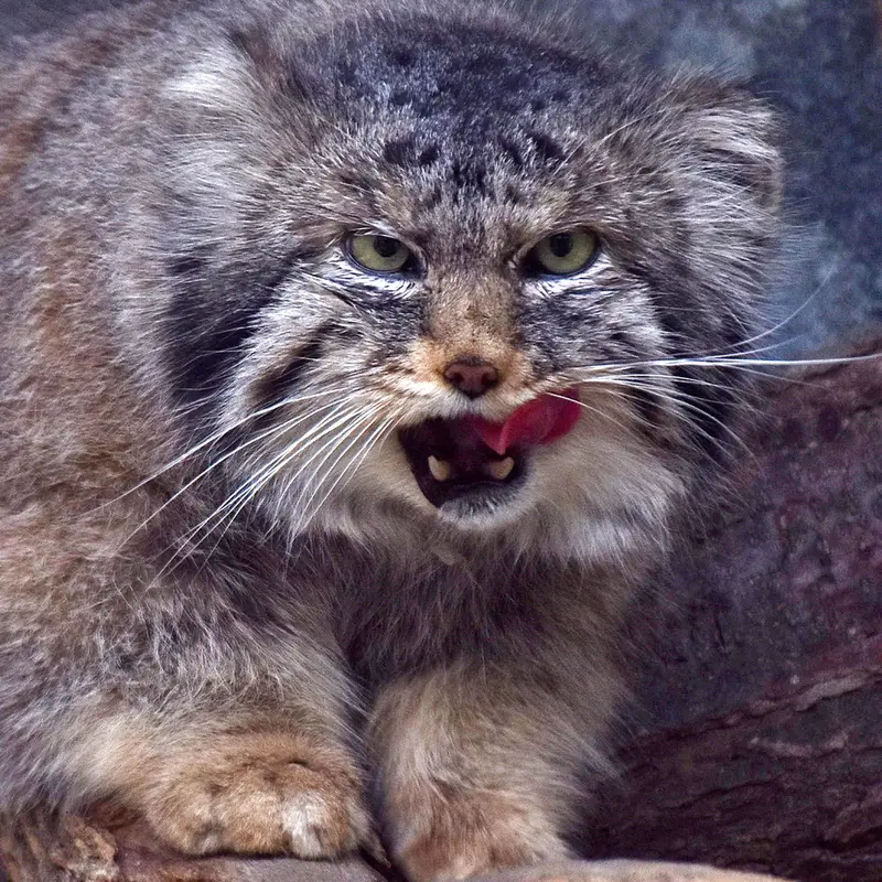 A photograph of Paval in Columbus Zoo and Aquarium
