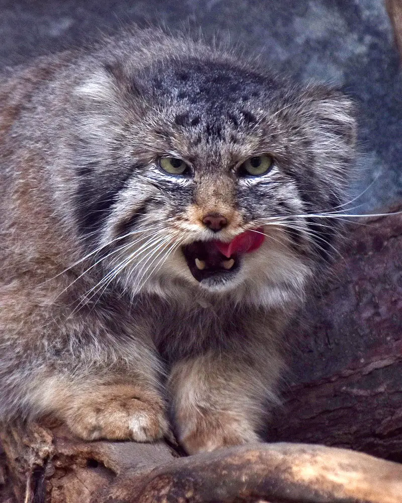 A photograph of Paval in Columbus Zoo and Aquarium