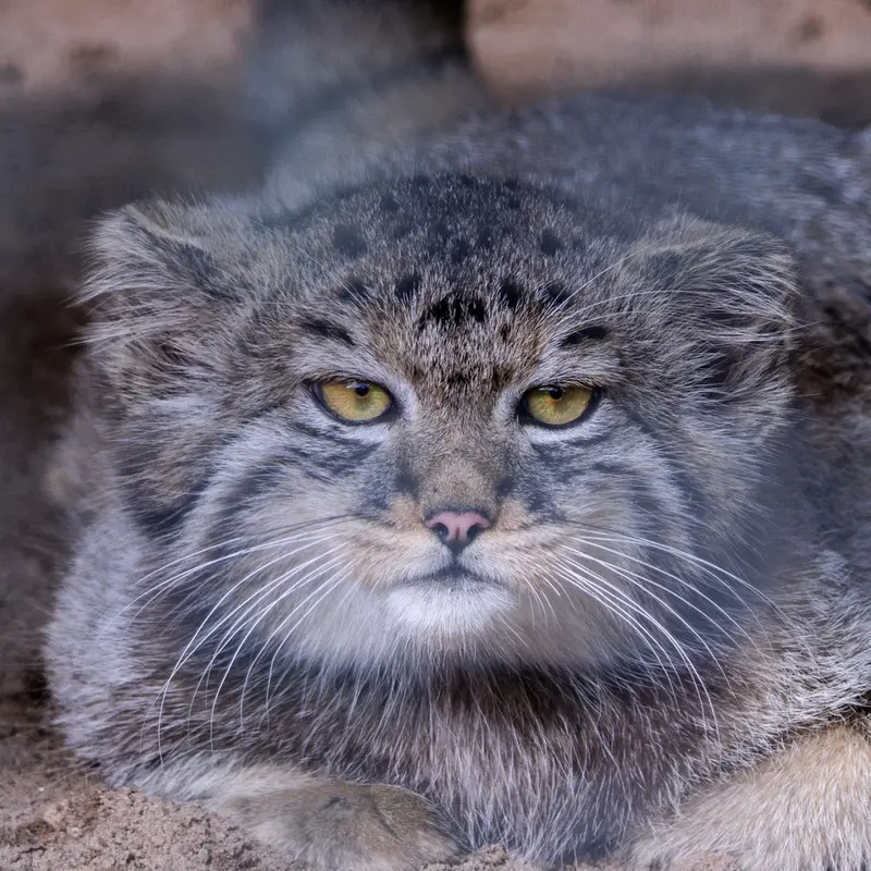Batyr the Pallas's cat from Leningrad zoo