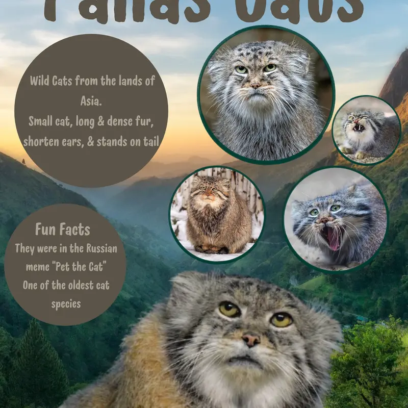 A photograph of a Pallas's cat