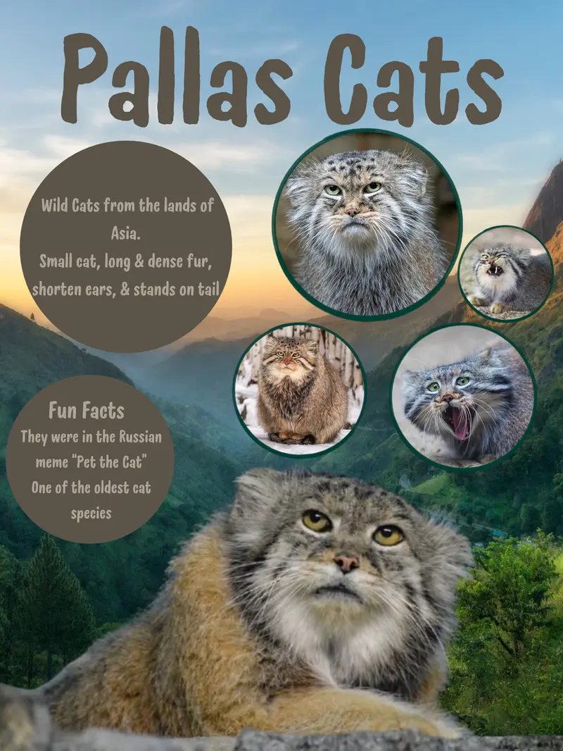 A photograph of a Pallas's cat