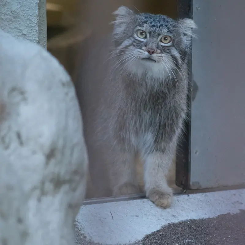 A photograph of Figa in Nogeyama Zoo